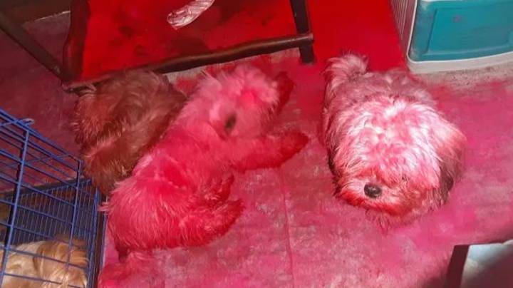 厚脸皮的幼犬进入化妆空间后完全粉红色