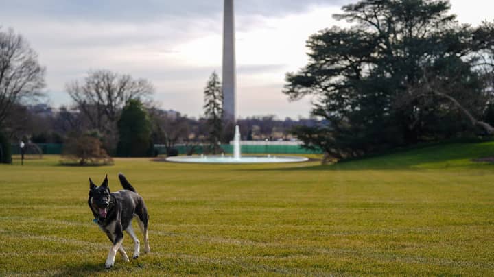 拜登总统的狗狗冠军和少校抵达白宫