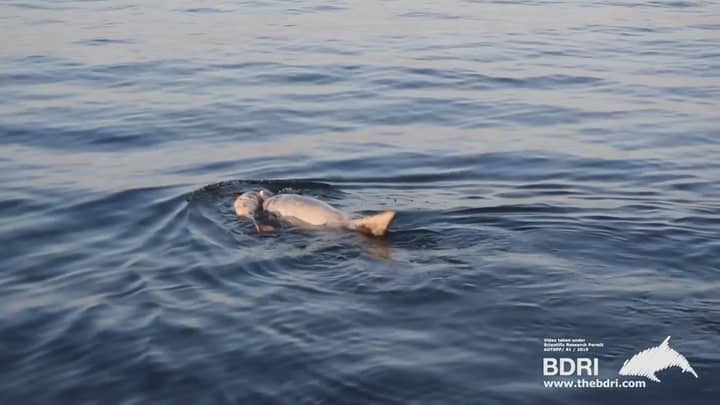海豚看到五天不进食后将死亡小牛默默地推动了