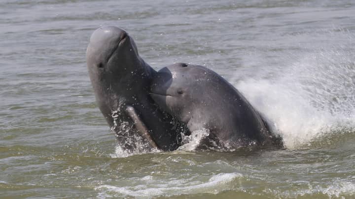 濒临灭绝的伊拉瓦迪海豚是您从未听说过的最可爱的动物“width=