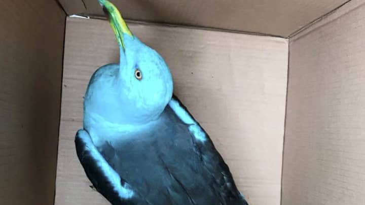 RSPCA叫“热带”鸟发现海鸥染色蓝色