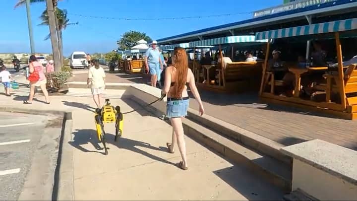 波士顿动态机器人狗发现沿着佛罗里达海滨散步