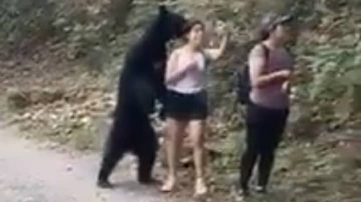妇女在紧密遭遇期间攫取selfie在墨西哥的一只黑熊