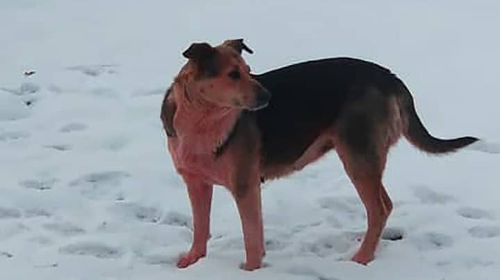 流浪狗从城市的污染中变成粉红色，以前在那里发现了蓝色皮毛