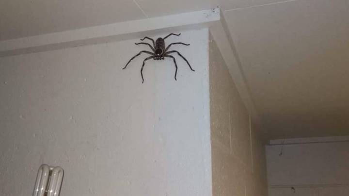 男人让巨大的猎人蜘蛛住在他家里一年