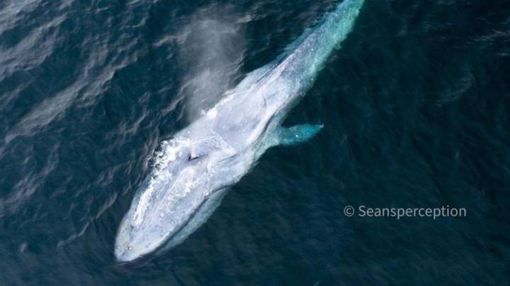摄影师在数周内捕获第二个“极稀有”蓝鲸“imgWitdh=