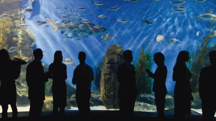 墨尔本的水族馆正在举行无底绘画会议