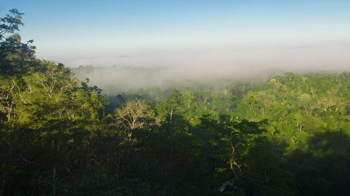 亚马逊雨林可能会恶化气候变化，新的研究表明