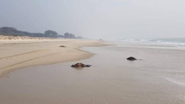 在丛林大火后发现了几十名死袋鼠在澳大利亚海滩
