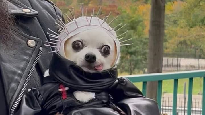 人们在这只狗的万圣节服装上疯狂