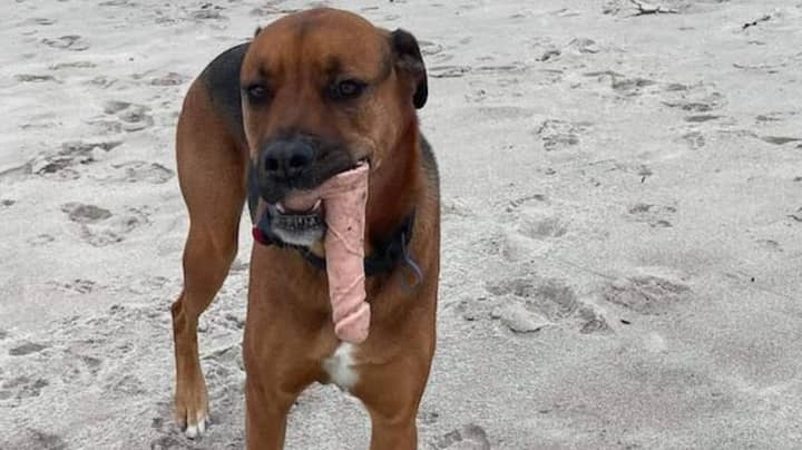 宠物主在海滩上发现假阳具后，将狗带到人类性传播疾病诊所