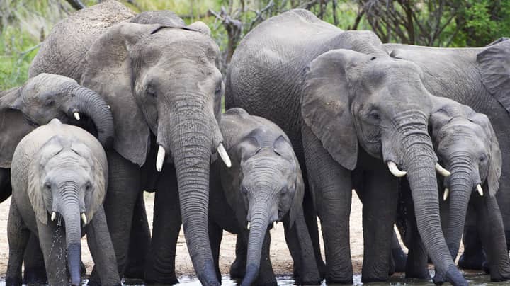 怀疑的大象偷猎者在非洲被牛群践踏