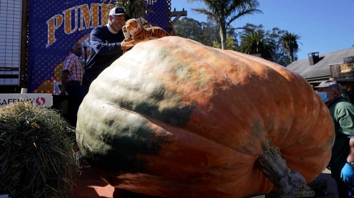一个2350磅的南瓜叫老虎国王赢得了“南瓜超级碗”“width=