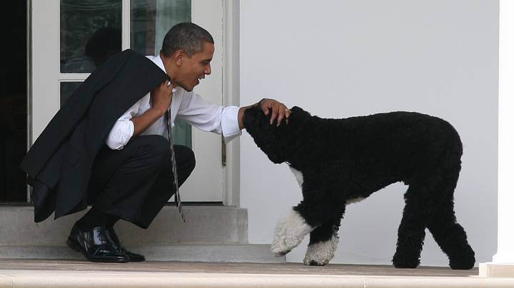 奥巴马的心爱的宠物狗博已经过去了“imgWitdh=