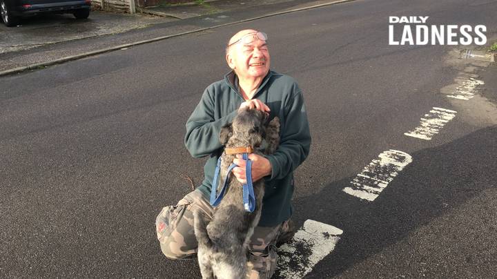 一位74岁的老兵，13年来每天都为老人和病人遛狗
