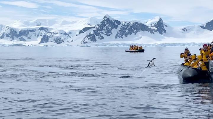 丁丁（Dinghy）的游客拯救企鹅免于被杀手鲸（Killer Whale）食用