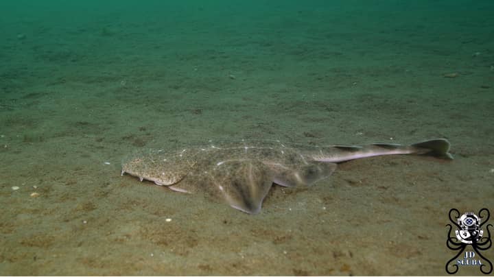 在威尔士海岸拍摄的世界上最稀有的鲨鱼之一