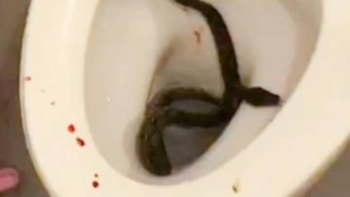 当他坐在厕所上时，巨大的python bit少年的阴茎