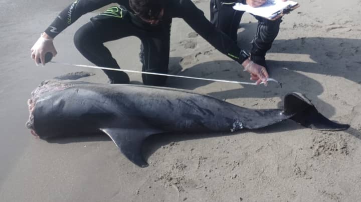 ​西班牙海滩上发现的断头海豚