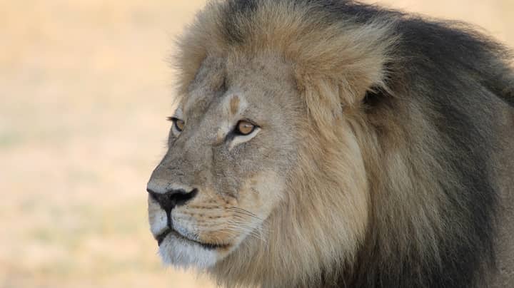 塞西尔（Cecil）狮子的儿子被津巴布韦的奖杯猎人枪杀