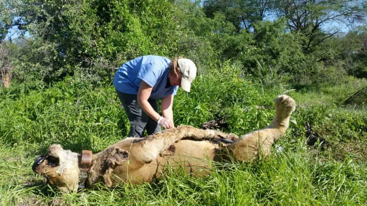 六只狮子在坦桑尼亚国家公园中毒并杀死