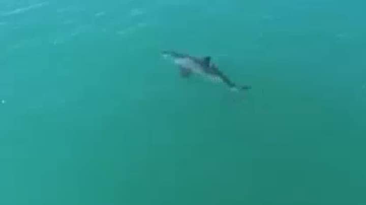 无人机视频显示大白鲨“至少时速20英里”移动”imgWitdh=