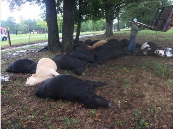 19头母牛被一个闪电杀死
