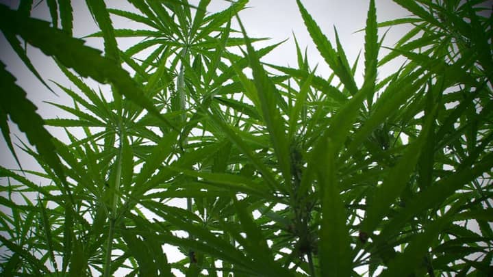 新报告显示，英国是世界上最大的法律大麻生产国
