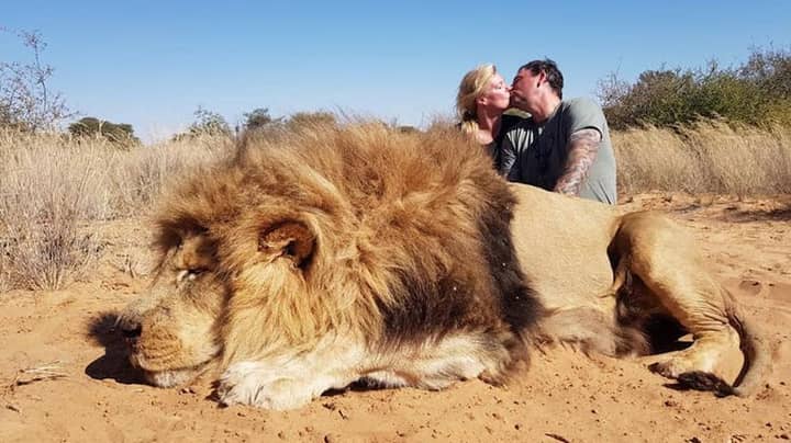 加拿大夫妇亲吻他们杀死的狮子后面的照片跪
