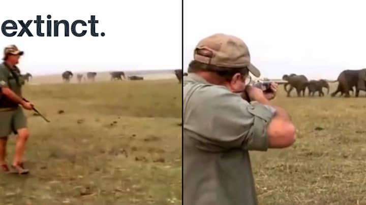 开枪杀死大象的猎人被牛群指控