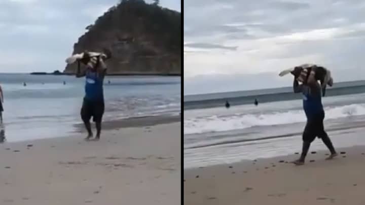 偷猎者从受保护的海滩偷走无助的海龟