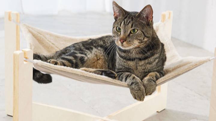 Lidl正在出售可爱的猫吊床