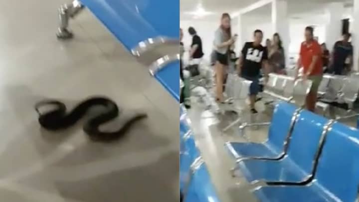 流氓蛇将机场乘客陷入疯狂