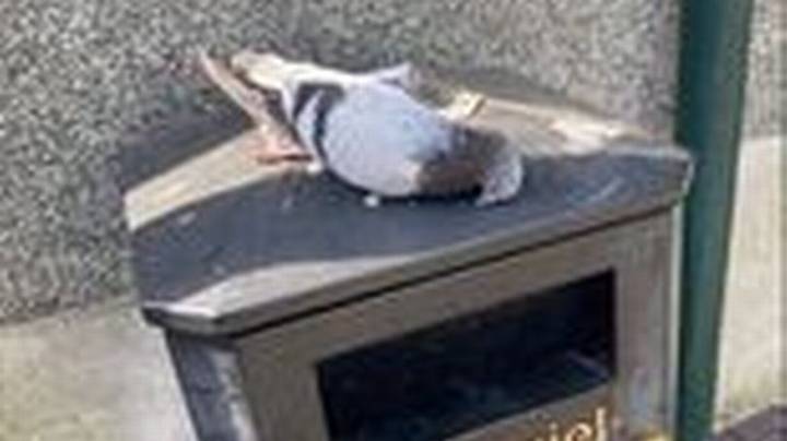 死鸟不断在威尔士小镇出现，没人知道为什么