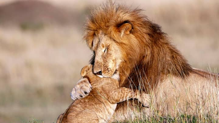 狮子在可爱的现实生活中拥抱幼崽狮子王穆法萨和辛巴时刻
