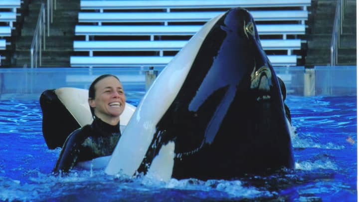 今天是自海洋世界教练Dawn Brancheau被Tilikum杀死的10年