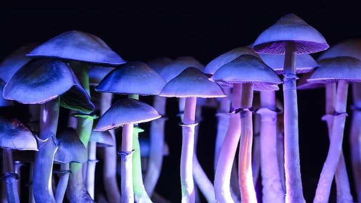 在澳大利亚重新安排魔术蘑菇和MDMA的第一个官方步骤