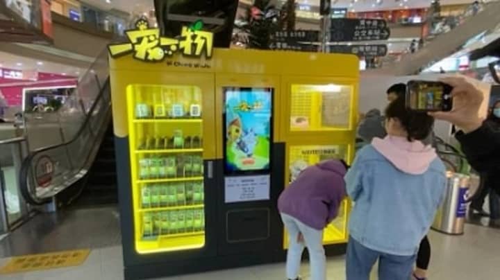 小猫和幼犬在中国游戏机器中提供奖品