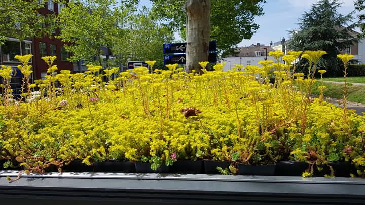 荷兰城市覆盖316个植物中的公共汽车庇护所，以鼓励蜜蜂