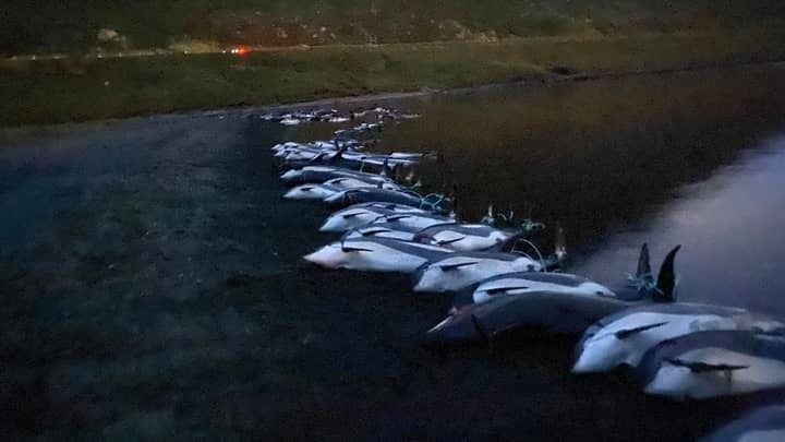 在年度法罗群岛狩猎期间，每天杀死了1,400只海豚