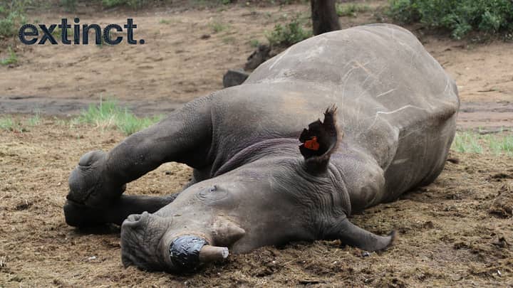 生物技术启动计划出售假犀牛角来破坏偷猎市场