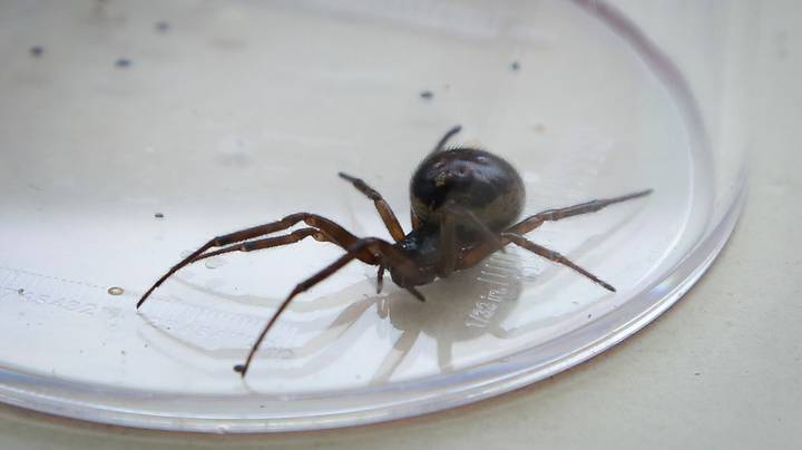 英国和爱尔兰兴起的假寡妇蜘蛛的数量