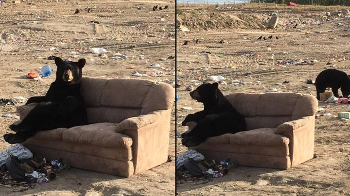 熊在垃圾场的沙发上踢脂肪发冷