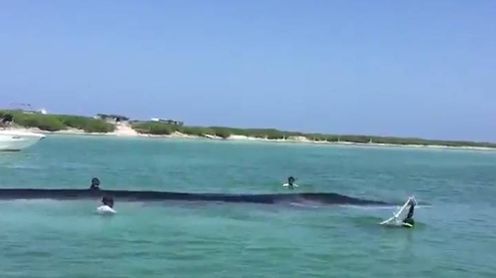 在电影中捕获的加勒比海海滩上的巨大鲸鱼的救援尝试