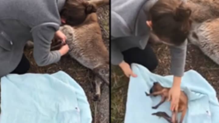 女人迅速采取行动以拯救婴儿袋鼠从死去的母亲的小袋中