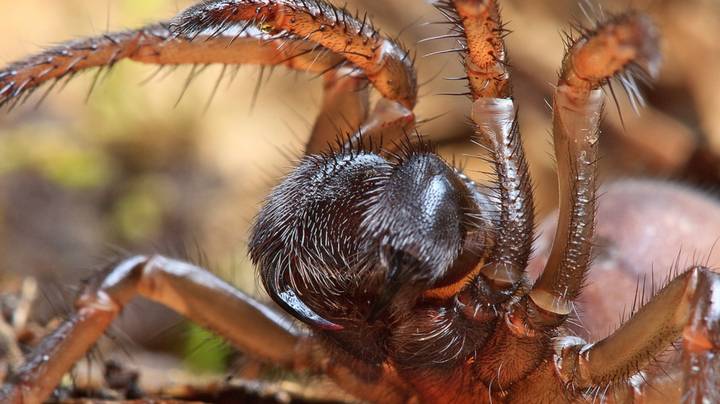 世界上最老的蜘蛛去世，享年43岁