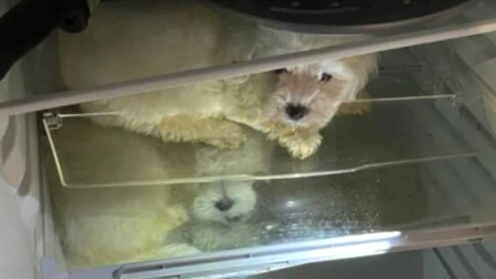 警方在冰箱里发现了四只疑似狗贩子藏匿的小狗