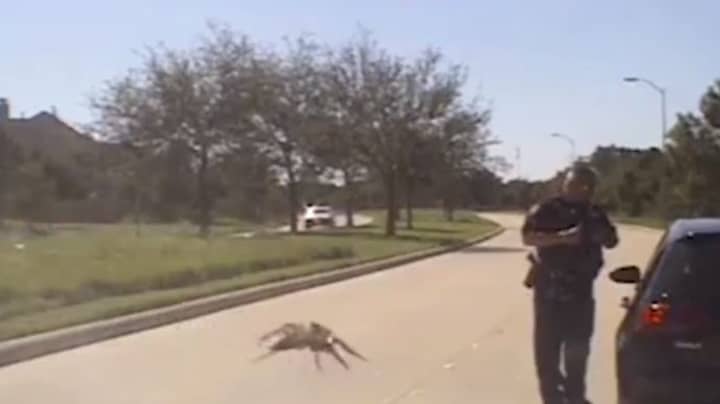 这段“巨大”蜘蛛猎取警察的视频使互联网困惑