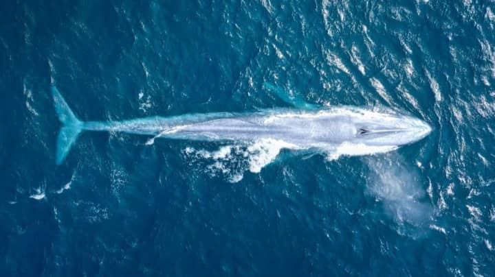 摄影师“无语”之后，首次验证了蓝鲸在澳大利亚海岸附近发现的蓝鲸