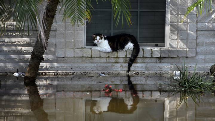 新法案将使佛罗里达在自然灾害中遗弃宠物成为非法行为